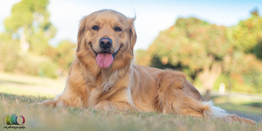 Golden Retriever dog posing for camera with a smile